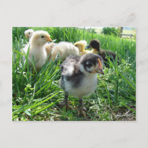 Cartão Postal Siga o líder