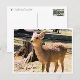Cartão Postal Sika Deer in Nara Park ポストカード