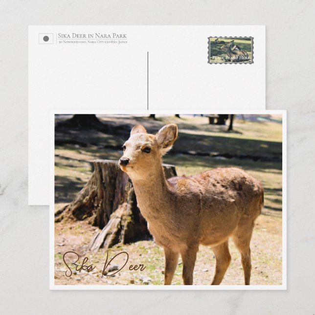 Cartão Postal Sika Deer in Nara Park ポストカード (Frente/Verso)