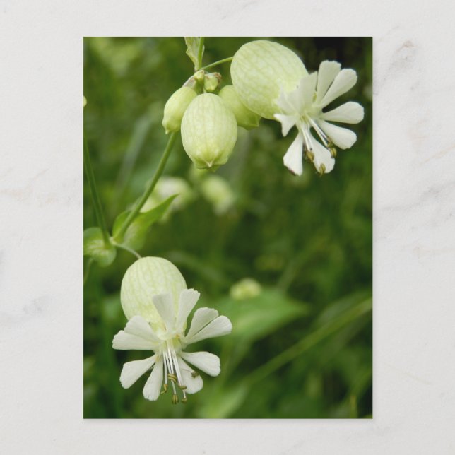 Cartão postal Silene Vulgaris (Frente)
