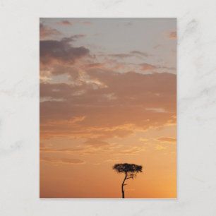 Cartão Postal Silhouette of tree on plain, Masai Mara