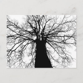 Cartão Postal Silhueta de Árvore Preta e Branca - Cartão-postal