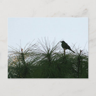Cartão Postal silhueta de aves