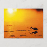 Silhueta de garça ao pôr do sol, Flórida