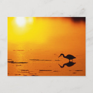 Cartão Postal Silhueta de garça ao pôr do sol, Flórida