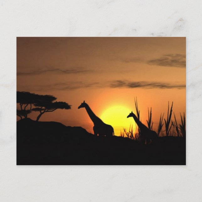 Cartão postal "Silhueta de Girafa ao Pôr do Sol" (Frente)