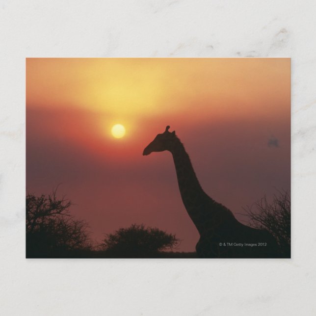 Cartão Postal Silhueta de Girafa (Giraffa Camelopardalis) (Frente)