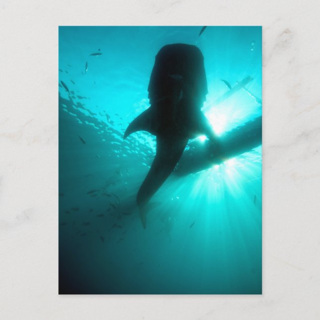 Cartão Postal Silhueta de tubarão baleia (Frente)