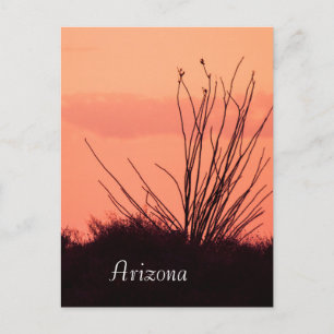 Cartão Postal Silhueta de um ocotillo Arizona