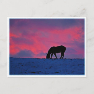 Cartão Postal Silhueta Equina