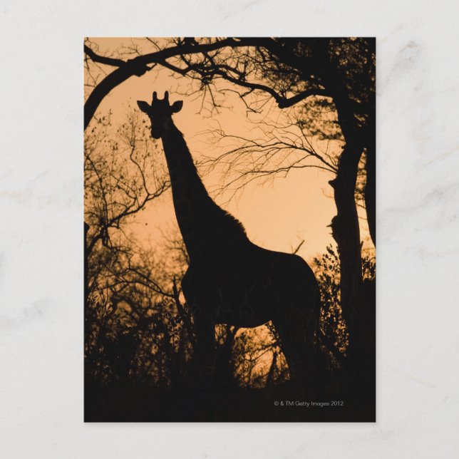 Cartão Postal Silhueta Girafa (Giraffa camelopardalis) (Frente)