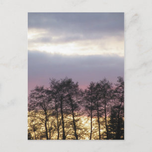 Cartão Postal Silhuetas de árvores em Dusk