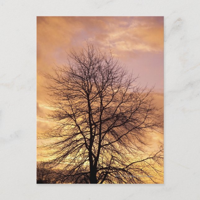 Cartão Postal Silhuette of a Tree with Pink and Orange Sky (Frente)