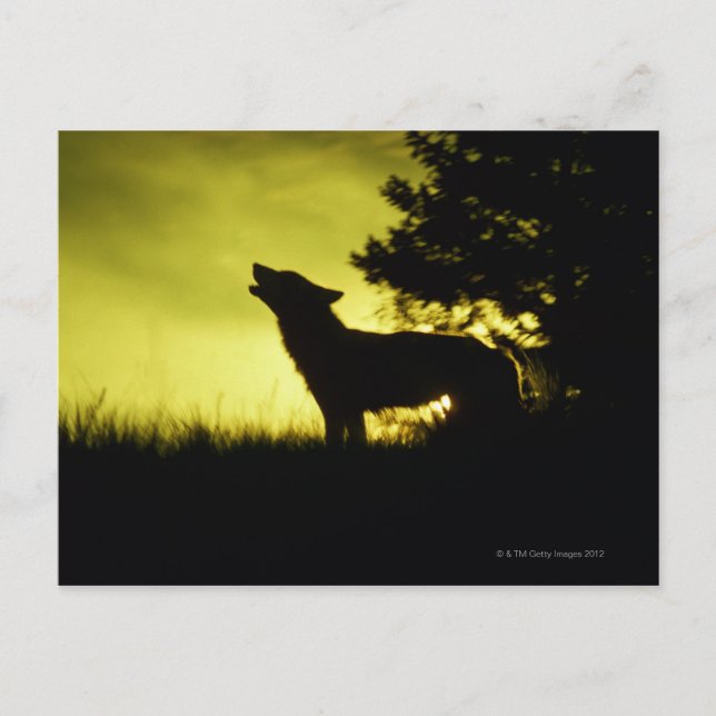 Cartão Postal Silhuette of wolf howling (Frente)