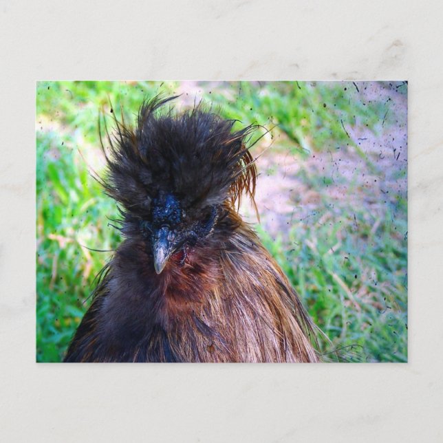 Cartão Postal Silkie Rooster (Frente)