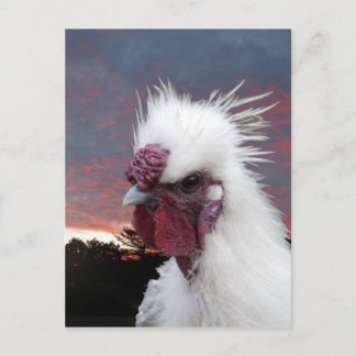 Cartão Postal Silkie Rooster