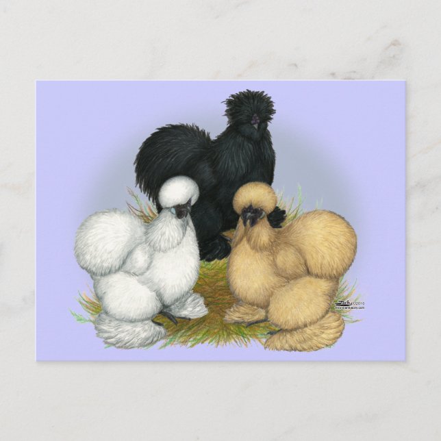 Cartão Postal Silkie Trio (Frente)