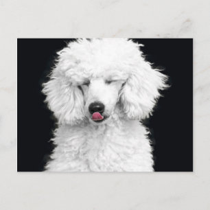 Cartão Postal Silly White Poodle