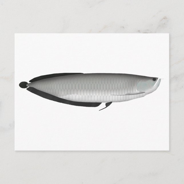 Cartão Postal Silver Arowana (Frente)