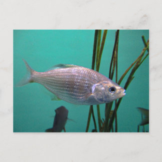 Cartão Postal Silver Fish