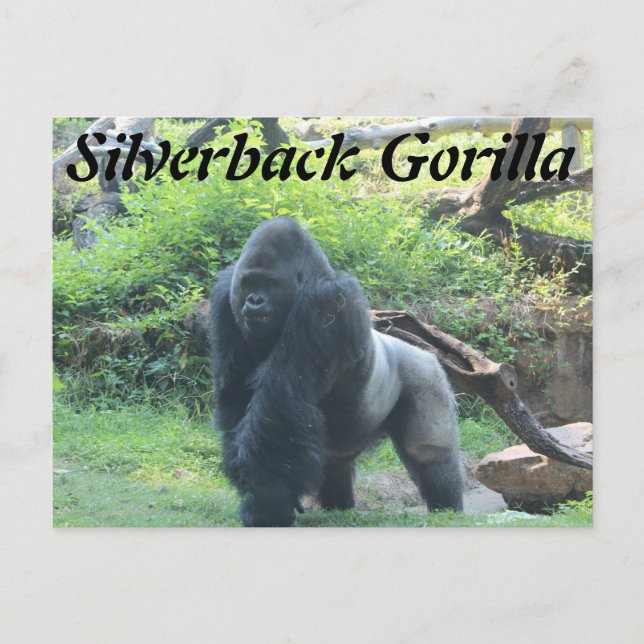 Cartão Postal Silverback Gorilla # 2 (Frente)
