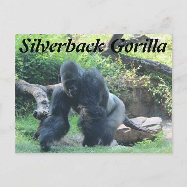 Cartão Postal Silverback Gorilla # 3 (Frente)