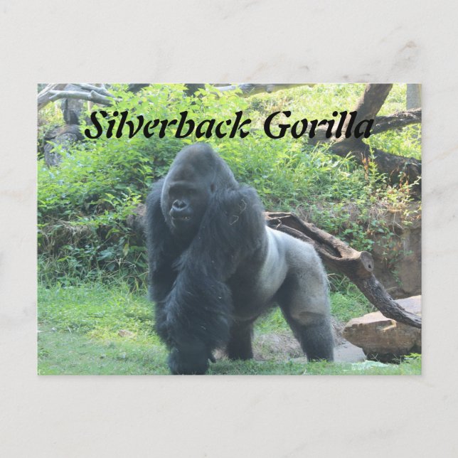 Cartão Postal Silverback Gorilla # 4 (Frente)