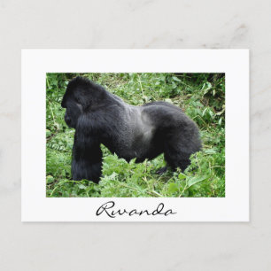 Cartão Postal Silverback gorilla em Ruanda — cartão-postal branc