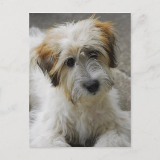 Cartão Postal simba