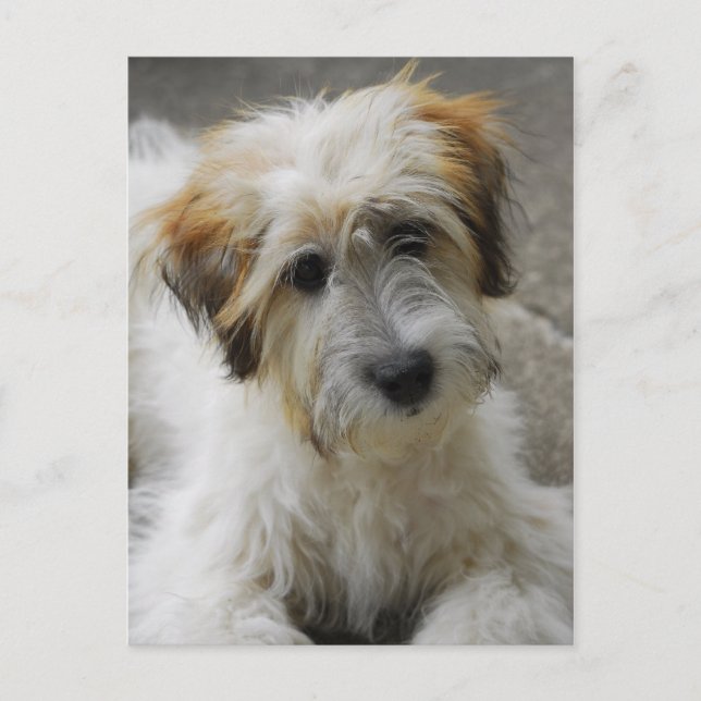 Cartão Postal simba (Frente)