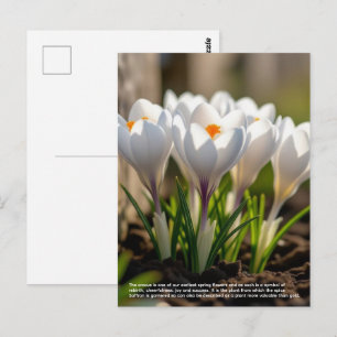 Cartão Postal Simbolismo do Crocus
