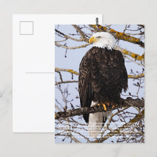 Cartão Postal Símbolo da águia