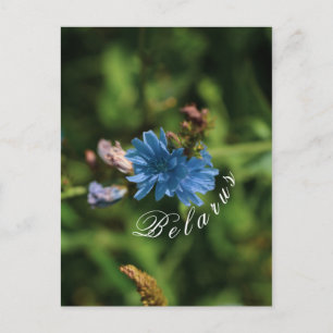 Cartão Postal Símbolo de Flor de Milho Azul na Bielorrússia