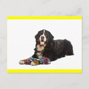 Cartão Postal Simples de Cachorrinho Bernês de Mon