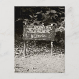 Cartão Postal Sinal de aviso da árvore de toque