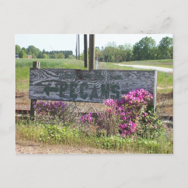 Cartão Postal Sinal de Pecans This Way com Azaleas (Frente)
