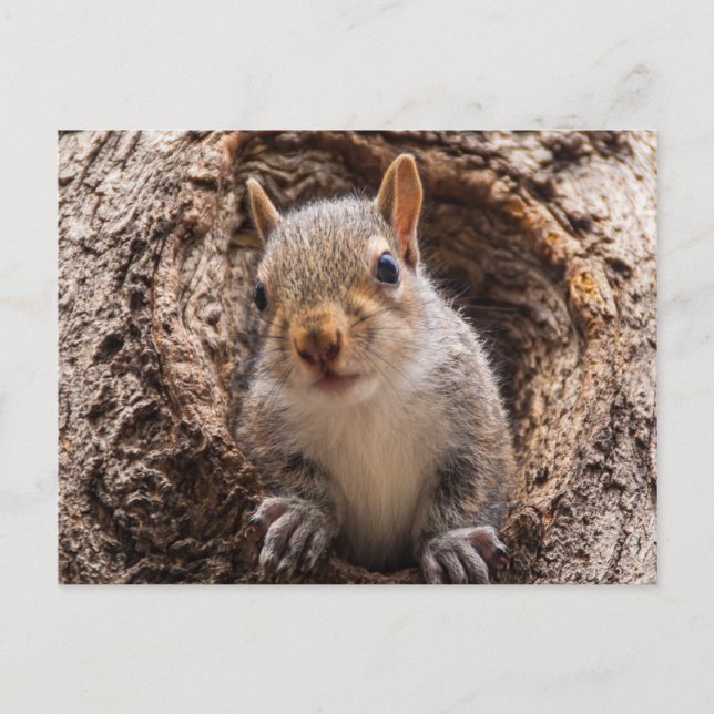 Cartão Postal Sincap (Frente)