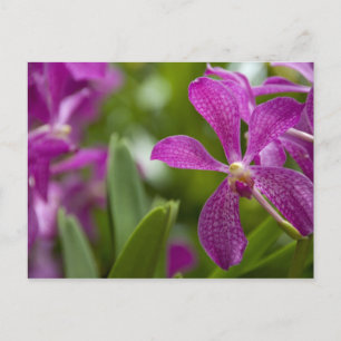 Cartão Postal Singapura (Sânscrito para Lion City). Nacional