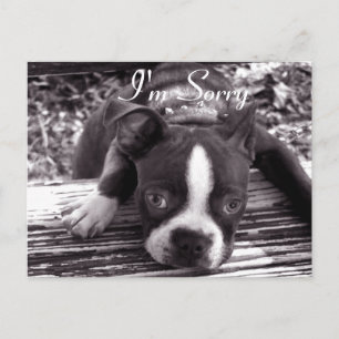 Cartão Postal Sinto muito, Card