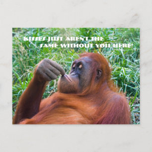 Cartão Postal Sinto Sua Engraçado Cartaz Orangutan