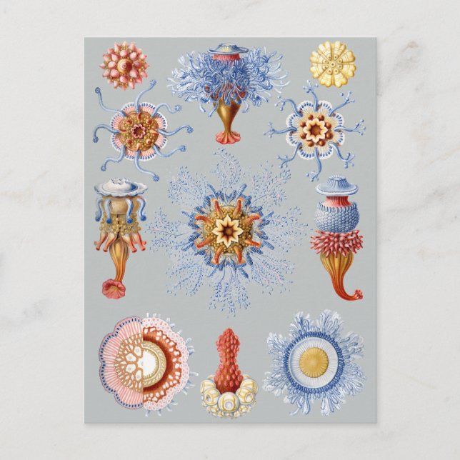 Cartão Postal Siphonophorae (Frente)