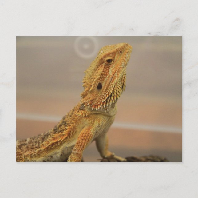 Cartão Postal Sir Charles Posing (Frente)