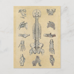 Cartão Postal Sistema Esquelético Humano Ilustrado
