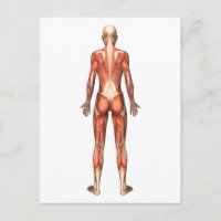Sistema Muscular Feminino, Vista Traseira
