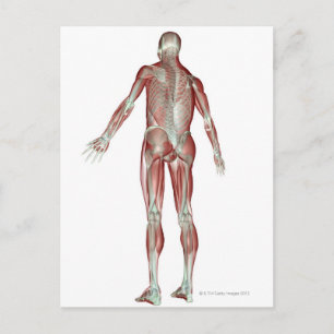 Cartão Postal Sistema Musculosquelético 5