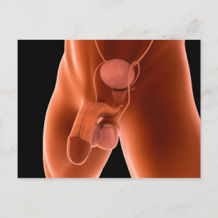 Cartão Postal Sistema reprodutivo masculino humano 6