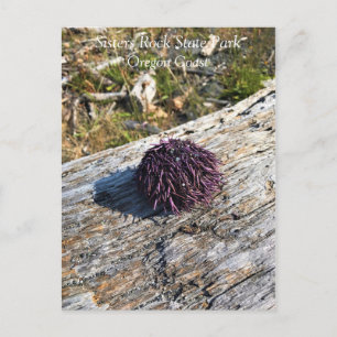 Cartão Postal Sisters Rock State Park, Costa do Oregon