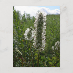 Cartão Postal Sitka Excelente Burnet, Ilha de Unalaska