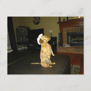 Cartão Postal Sitting Pretty ou Dachshund assistindo TV