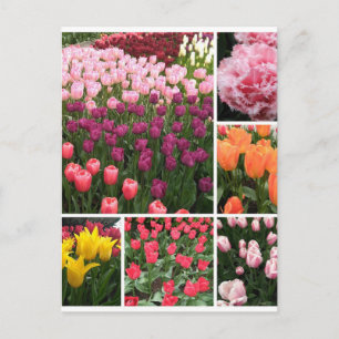 Cartão Postal Skagit Valley, WA tulips — colagem postal